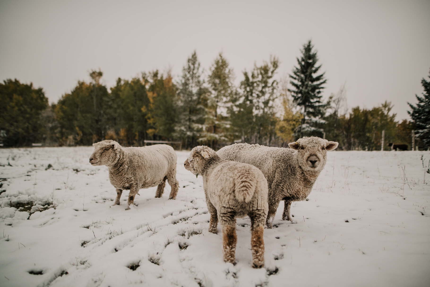 Babydoll Sheep