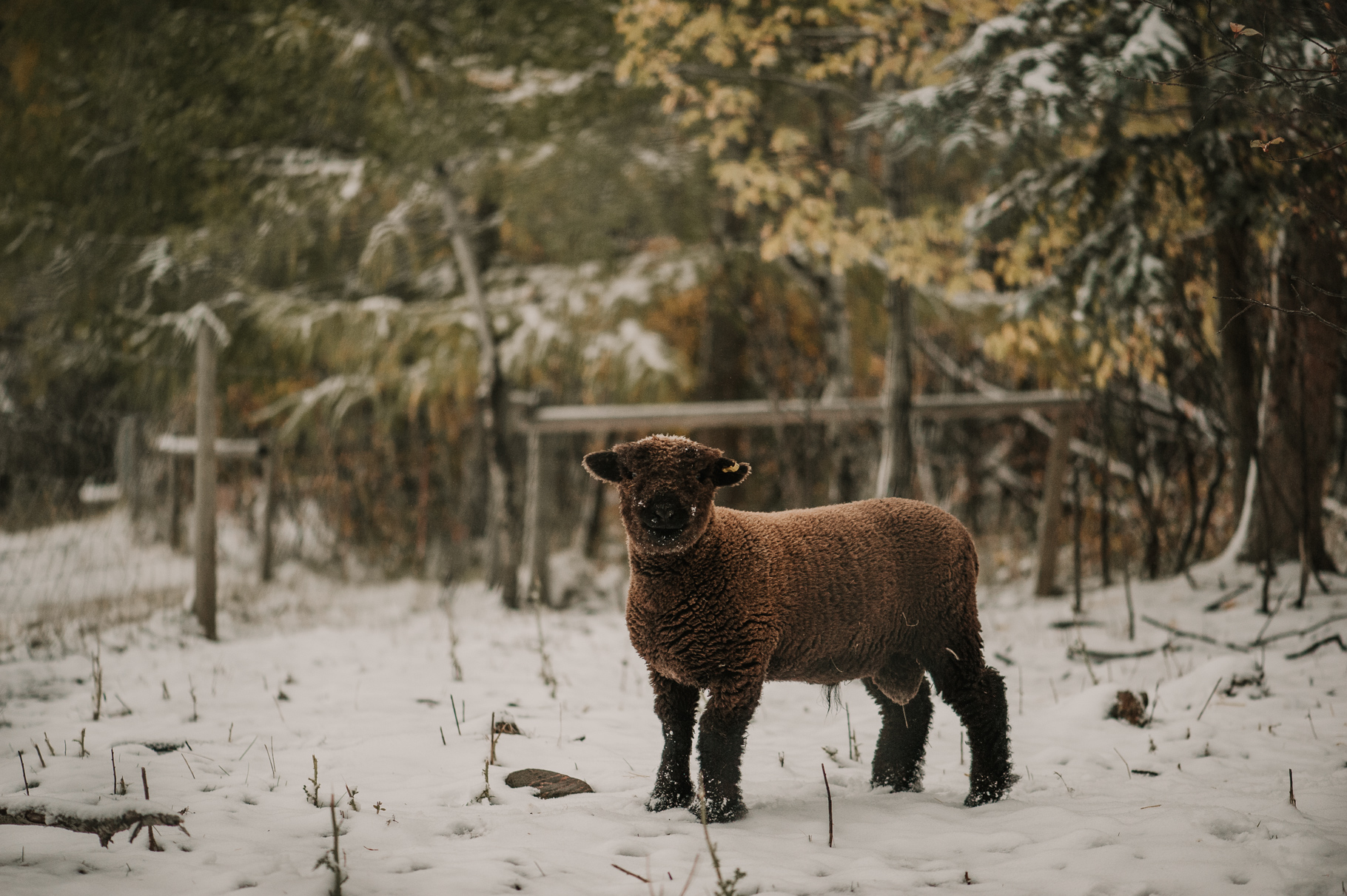 babydoll sheep, ram lamb