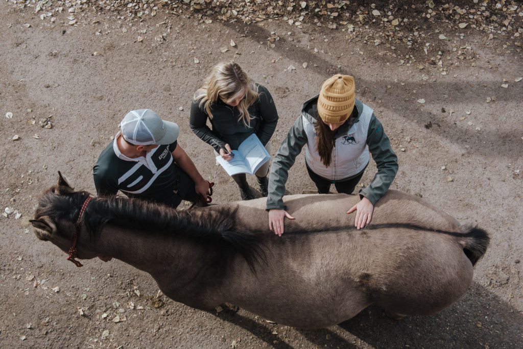 Equestrian Tracker, horse trainer, laughter in the barn, Logan Lehne, Equestrian lifestyle