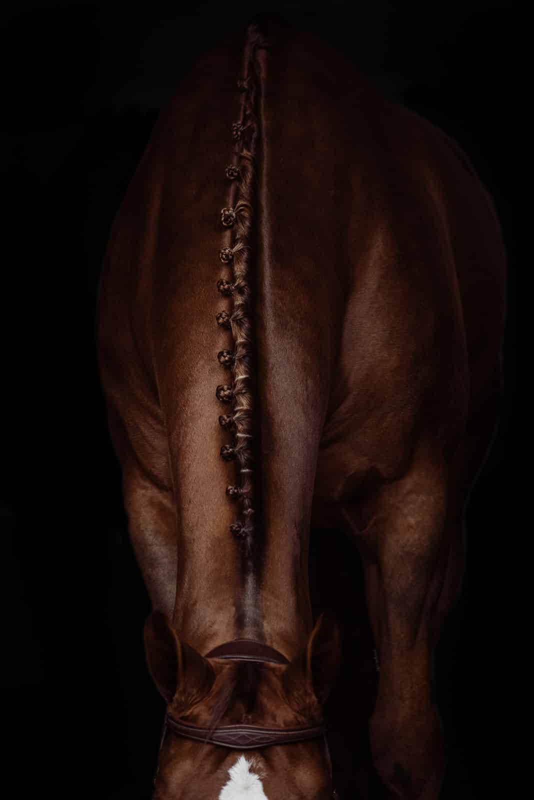 Close-up of a horse's mane neatly braided, showcasing precise and elegant plaits. A professional touch ideal for competitions, events, or formal presentations